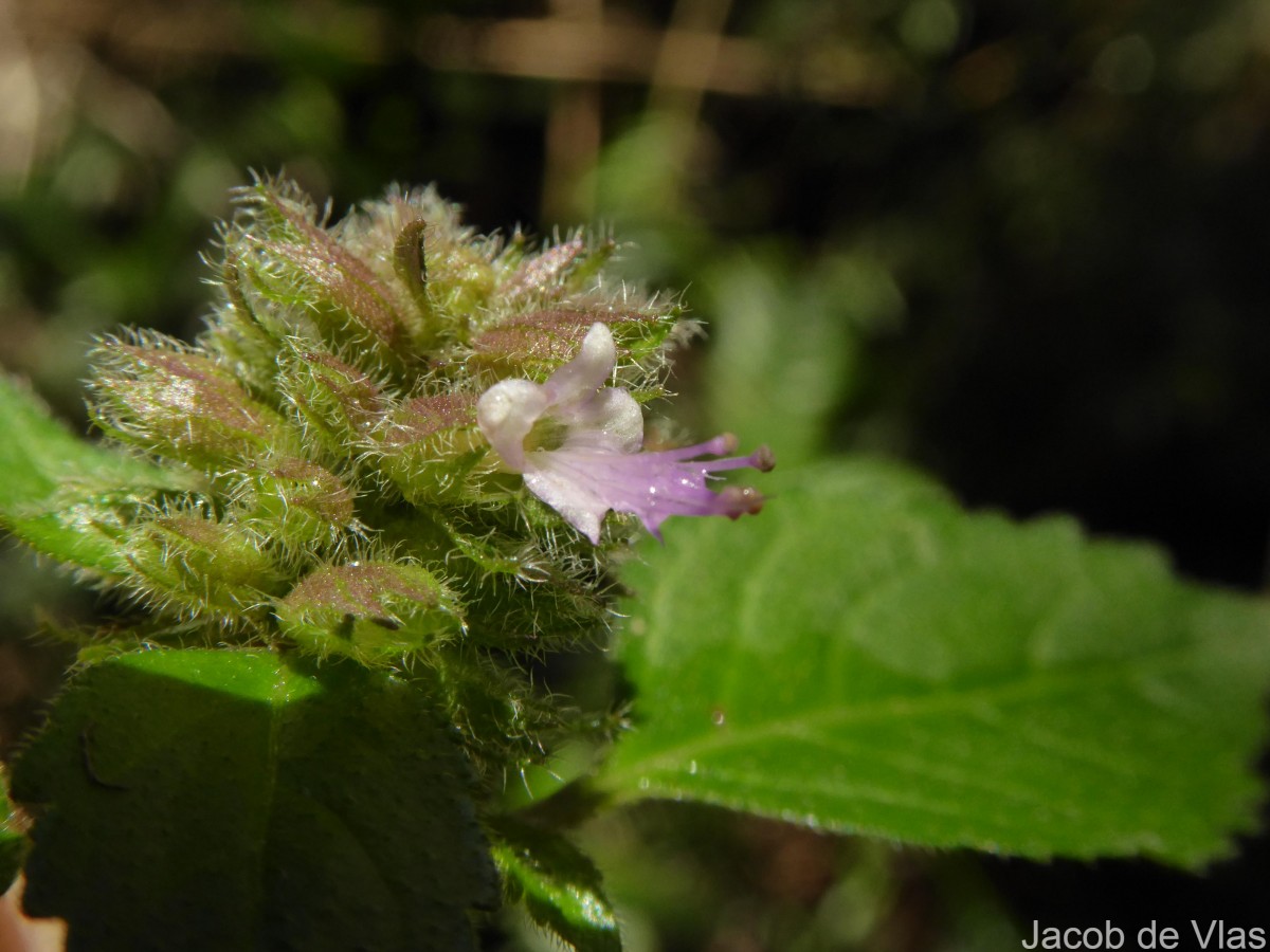 Pogostemon hirsutus Benth.